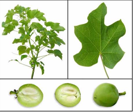 Jatropha Curcas seeds tree BIODIESEL Fuel  